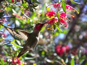 Anna's Hummingbird UCSC Arboretum California
