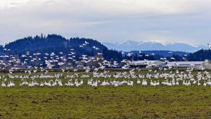 Snow Geese in Skagit Valley, Washington