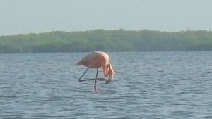 American Flamingo in Estero Bay
