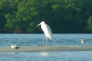 White Heron in Estero Bay 2015
