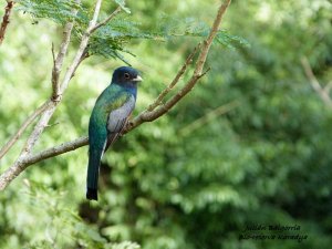Suruca Trogon at Karadya Birding Bio-reserve