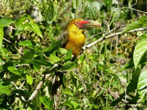 Saffron Toucanet at Karadya Birding Bio-reserve