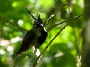 Plovercrest at Karadya Birding Bio-reserve