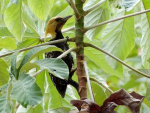 Blond-crested Woodpecker at Karadya Birding Bio-reserve