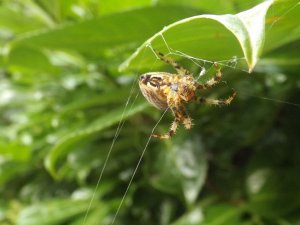 Garden spider web building