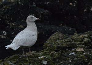 What kind of gull is this?