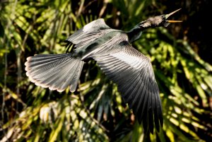 Male Anhinga in flight