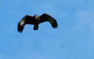 Bay-winged Hawk