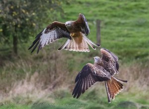 A pair of red kites