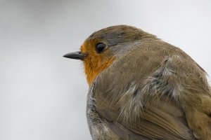Robin close up