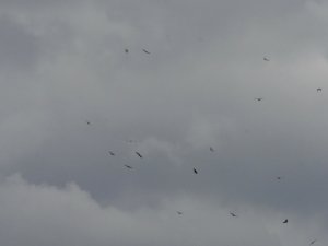 A sky full of vultures