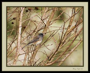 Lazy perched Junco
