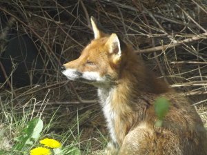 Red Fox- Garden