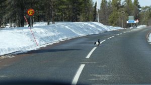Grouse lek on the Swedish - Norwegian border