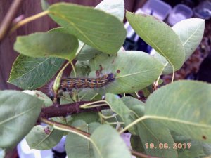 Buff Tip Moth Caterpillar.