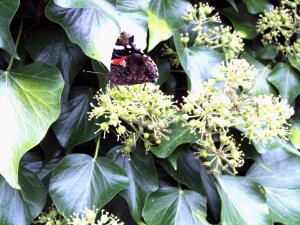 Red Admiral  feeding on the nectar of Ivy flowers.