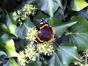 Red Admiral feeding on the nectar of Ivy flowers.