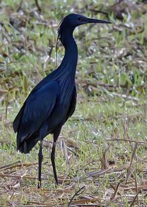Black Egret AKA the Umbrella Bird
