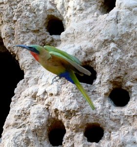 Red-throated bee-eater leaving nesting hole