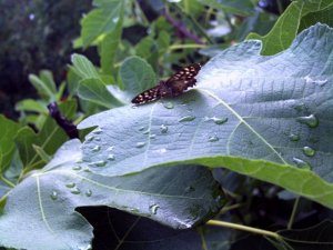 Speckled Wood Butterflie on fig leaf.