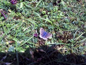 Female Common Blue Butterflie