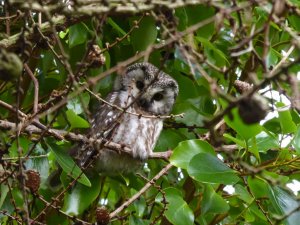 Tengmalm's Owl Shetland