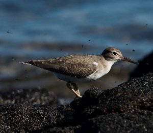 Spotted Sandpiper winter plumage