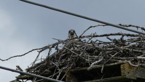 Osprey nest on the power pole