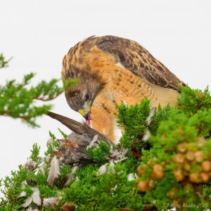 Red-tailed hawks are back