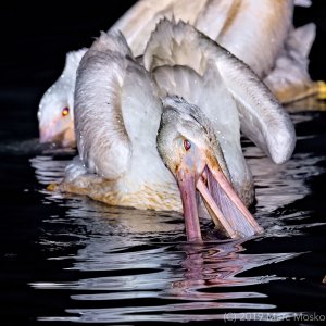 White pelican feeding at night