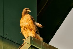 Red-tailed hawk on building