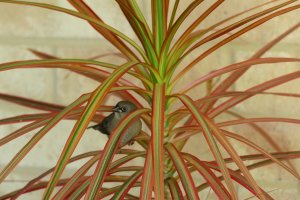 Red Eared Firetail Finch