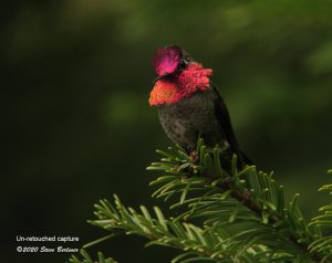 Anna's Hummingbird in low light, the beacon original