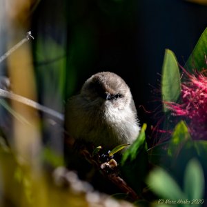 Bushtit trying for moody Rembrandt lighting