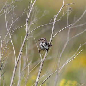 California Coast morph Song Sparrow