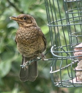 Young Thrush maybe?
