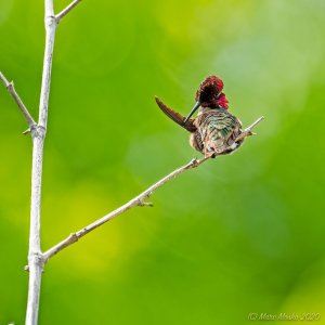 Preening hummingbird caught red-headed