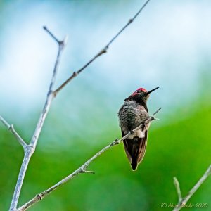 Hummingbird in low light