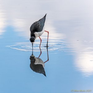 Black-necked stilt kissing a mirror