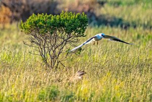 White-tailed kite attacking hawk in grass