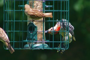 Persistent red-bellied woodpecker