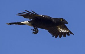 Currawong in flight
