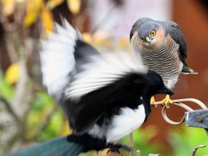 Male Sparrowhawk seen off