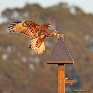 Hawk landing on lightpost