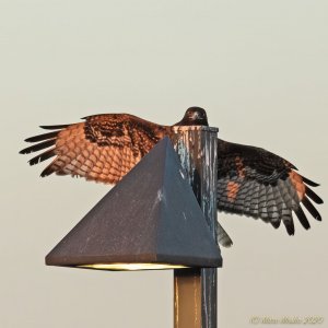 Hawk cresting lamp post about to land