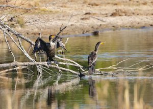 Double-crested Cormorants.jpg
