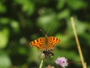 Comma butterfly, Townfoot Farm, Uddingston.jpg