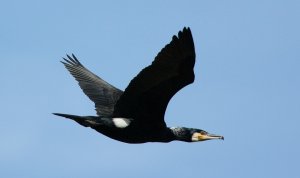 A bald raven in breeding plumage