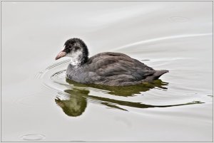 Eurasian Coot, youngster.