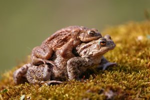 Mating Toad's
